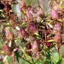 Attēlu rezultāti vaicājumam “Hypericum perforatum fruit”