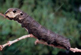 Attēlu rezultāti vaicājumam “Deilephila elpenor”