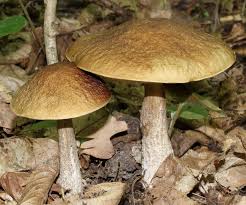 Attēlu rezultāti vaicājumam “Leccinum”