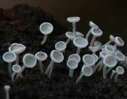 Attēlu rezultāti vaicājumam “Hymenoscyphus sp.”