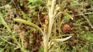 Attēlu rezultāti vaicājumam “Gnaphalium sylvaticum flower”