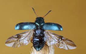 Attēlu rezultāti vaicājumam “Necrobia violacea”