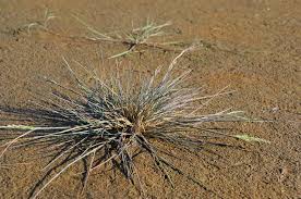 Attēlu rezultāti vaicājumam “Puccinellia distans”