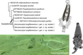 Image result for Pseudobatos lentiginosus