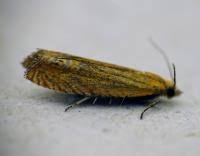 Attēlu rezultāti vaicājumam “Lathronympha strigana”