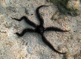 Attēlu rezultāti vaicājumam “Ophiotheca sp.”