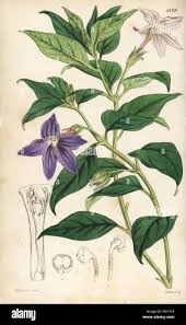 Image result for Browallia speciosa