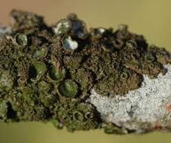 Attēlu rezultāti vaicājumam “Melanohalea exasperata”