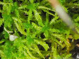 Attēlu rezultāti vaicājumam “Campyliadelphus elodes”