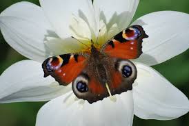 Attēlu rezultāti vaicājumam “Inachis io”