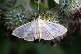 Attēlu rezultāti vaicājumam “Pleuroptya ruralis”