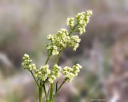 Attēlu rezultāti vaicājumam “Valerianaceae”