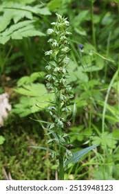Attēlu rezultāti vaicājumam “Coeloglossum viride leaf”
