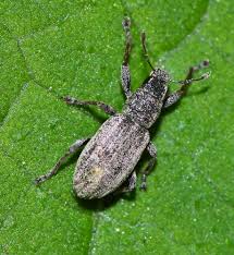 Attēlu rezultāti vaicājumam “Sitona sp.”