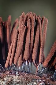 Attēlu rezultāti vaicājumam “Craterium sp.”