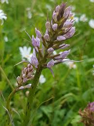Attēlu rezultāti vaicājumam “Dactylorhiza maculata bud”