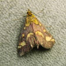 Attēlu rezultāti vaicājumam “Pyrausta purpuralis”