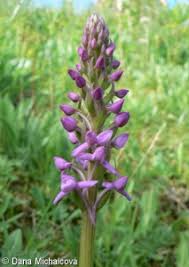 Attēlu rezultāti vaicājumam “Gymnadenia conopsea leaf”