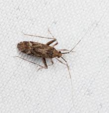 Attēlu rezultāti vaicājumam “Phytocoris sp.”