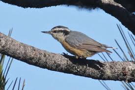 Image result for Sitta canadensis