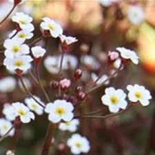 Attēlu rezultāti vaicājumam “Androsace septentrionalis”