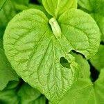 Attēlu rezultāti vaicājumam “Viola mirabilis leaf”