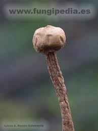 Attēlu rezultāti vaicājumam “Tulostoma fimbriatum”