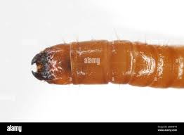 Attēlu rezultāti vaicājumam “Elateridae larva”