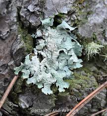 Attēlu rezultāti vaicājumam “Parmelia sulcata”
