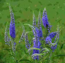 Attēlu rezultāti vaicājumam “Veronica longifolia bud”