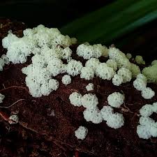 Attēlu rezultāti vaicājumam “Ceratiomyxa morchella”