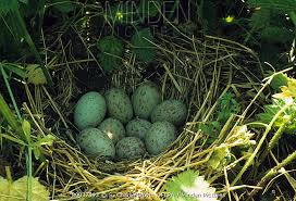 Attēlu rezultāti vaicājumam “Crex crex eggs”