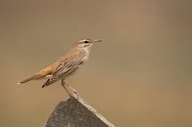 Image result for Cercotrichas galactotes