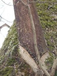 Attēlu rezultāti vaicājumam “Hypoxylon vogesiacum”