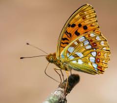 Attēlu rezultāti vaicājumam “Argynnis adippe”