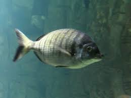 Image result for Diplodus puntazzo