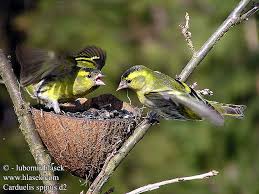 Attēlu rezultāti vaicājumam “Carduelis spinus”