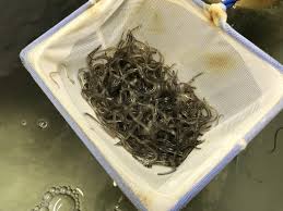 Image result for Anguilla rostrata