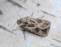 Attēlu rezultāti vaicājumam “Agrotis vestigialis”