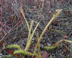 Attēlu rezultāti vaicājumam “Lycogala cf. fossiculatum sessile”