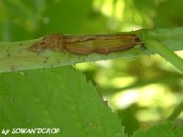 Attēlu rezultāti vaicājumam “Lasioptera rubi larva”