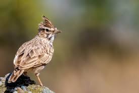 Image result for Galerida cristata