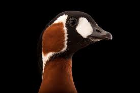 Image result for Branta ruficollis