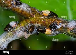 Attēlu rezultāti vaicājumam “Aphrophora salicina”