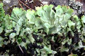 Attēlu rezultāti vaicājumam “Lobaria amplissima”