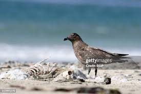 Image result for Stercorarius skua