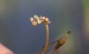 Attēlu rezultāti vaicājumam “Potamogeton trichoides”