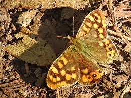 Attēlu rezultāti vaicājumam “Pararge aegeria”