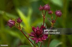 Attēlu rezultāti vaicājumam “Potentilla argentea bud”