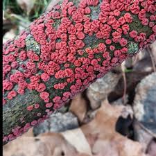 Attēlu rezultāti vaicājumam “Peniophora rufa”